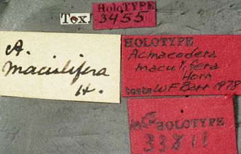 Media type: image;   Entomology 33811 Aspect: labels